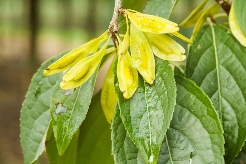 Eucommia Extract : 식품 보존을 자연으로 되돌리게하십시오