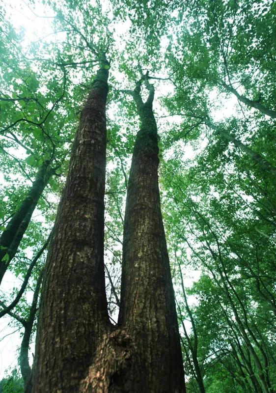 초 임계 CO2 추출 기술 : Eucommia 추출의 녹색 혁명