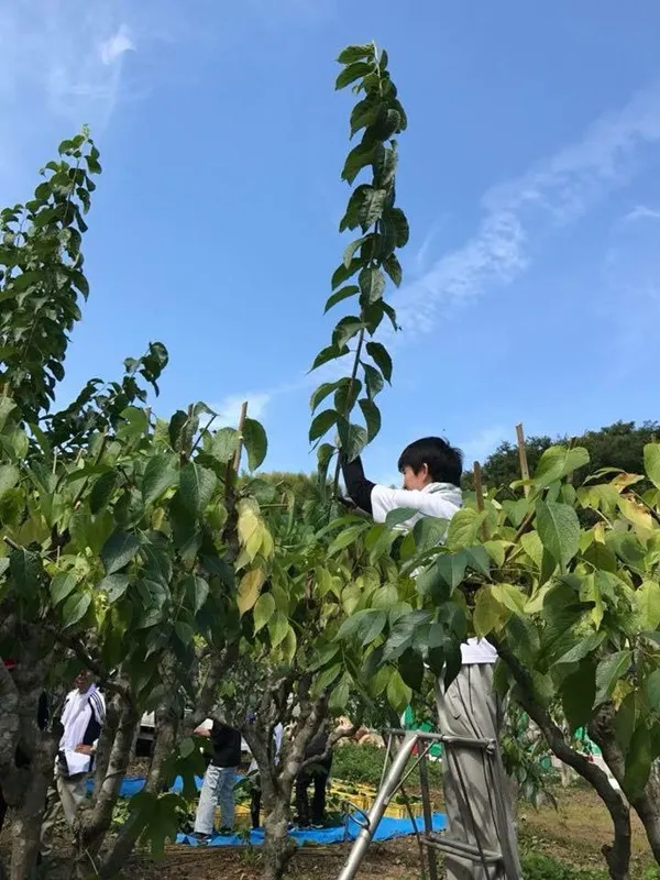 아열대 기후는 Eucommia Ulmoides의 높은 활성 성분에 어떻게 기여합니까?
