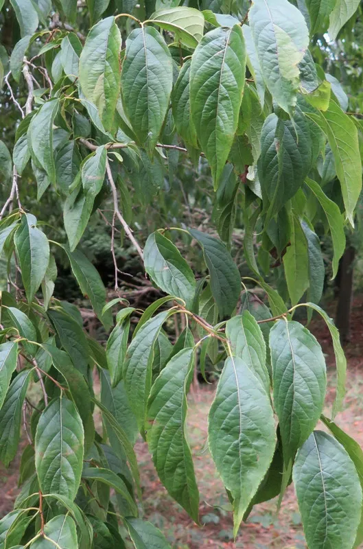 Eucommia Extract는 고양이와 개 관절을 어떻게 보호합니까?